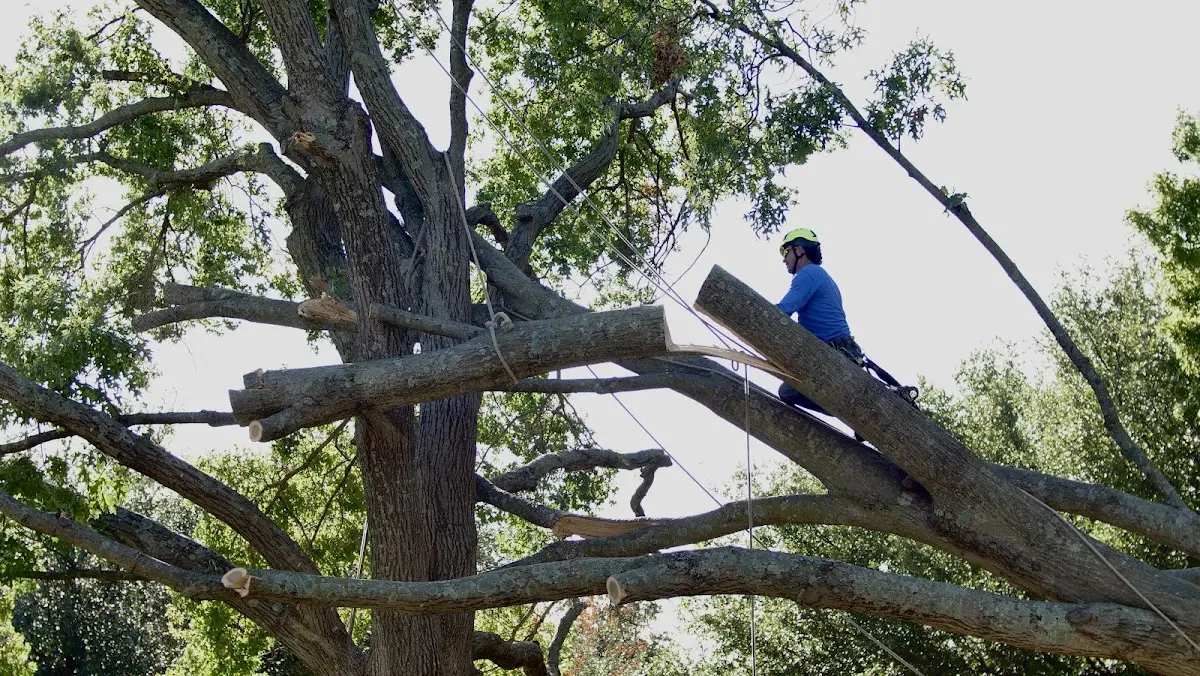 Professional Hazardous Tree Removal performed by certified arborists in Baileyville