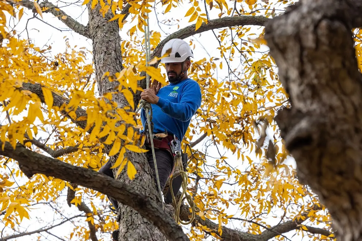 Skilled Tree Trimming crew working in Baileyville